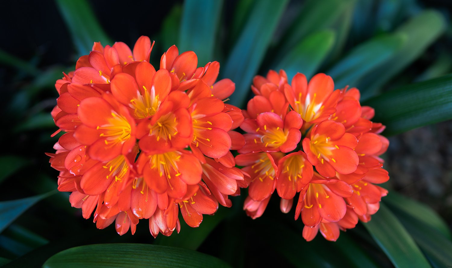 Flowerssinclair